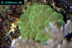 plerogyra sinuosa   bubble coral  