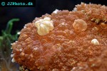 plerogyra spp   bubble coral  