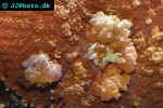 plerogyra spp   bubble coral  