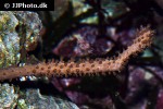 plexaurella nutans   giant slit pore sea rod coral  
