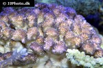 pocillopora damicornis   cauliflower coral  