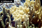 pocillopora damicornis   cauliflower coral  