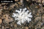 pocillopora spp   cauliflower coral  