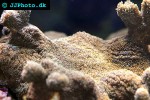 polyphyllia spp   slipper coral  