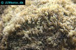 polyphyllia spp   slipper coral  