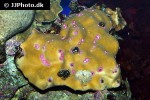 porites spp   boulder coral  