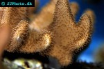 psammocora spp   cat s paw coral  