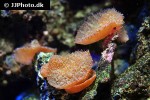 rhodactis spp   mushroom coral  