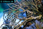 rumphella spp   pacific sea rod  