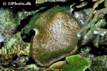 sarcophyton glaucum   toadstool leather coral  