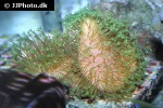 sarcophyton spp   green polyp coral  