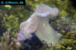 sarcophyton spp   mushroom leather coral  