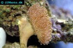 sarcophyton spp   mushroom leather coral  