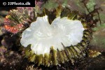 scolymia australis   disk coral  