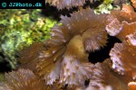 sinularia dura   cabbage leather coral  