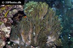 sinularia flexibilis   spaghetti finger leather coral  