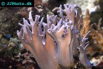 sinularia spp   finger leather coral  