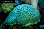 symphyllia recta   dented brain coral  