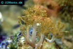 xenia spp   pulse coral  