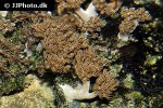 xenia spp   pulse coral  