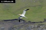 morus bassanus   northern gannet  