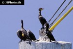 phalacrocorax auritus   double crested cormorant  