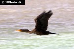 phalacrocorax auritus   double crested cormorant  