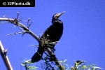 phalacrocorax carbo   great cormorant  