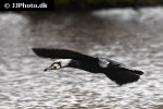 phalacrocorax carbo   great cormorant  