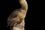 phalacrocorax carbo sinensis   great cormorant  