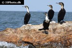 phalacrocorax lucidus   white breasted cormorant  