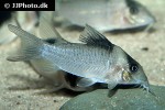 brochis cryptica brochis cryptica