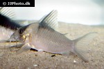 brochis cryptica brochis cryptica