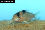 brochis ephippifera brochis ephippifera