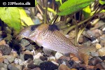 brochis ephippifera brochis ephippifera