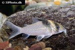 brochis ephippifera brochis ephippifera