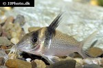brochis ephippifera brochis ephippifera