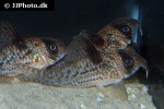 hoplisoma noxium hoplisoma noxium