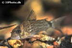 hoplisoma osteocarus