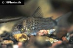 hoplisoma osteocarus