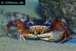 potamonautus orbitospinus   malawi crab  