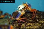 potamonautus orbitospinus   malawi crab  