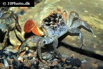 pseudosesarma moeschi   red clawed mangrove crab  