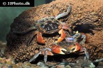 pseudosesarma moeschi   red clawed mangrove crab  