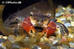 pseudosesarma moeschi   red clawed mangrove crab  