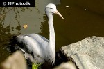 anthropoides paradisea   blue crane  