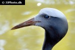 anthropoides paradisea   blue crane  