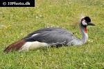 balearica pavonina   black crowned crane  