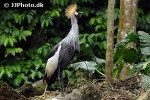 balearica pavonina   black crowned crane  