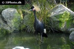 balearica pavonina   black crowned crane  